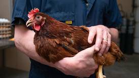 New assay offers way to combat threat of highly pathogenic avian flu