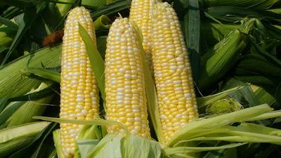 Calendar: Grow a successful sweet corn patch 