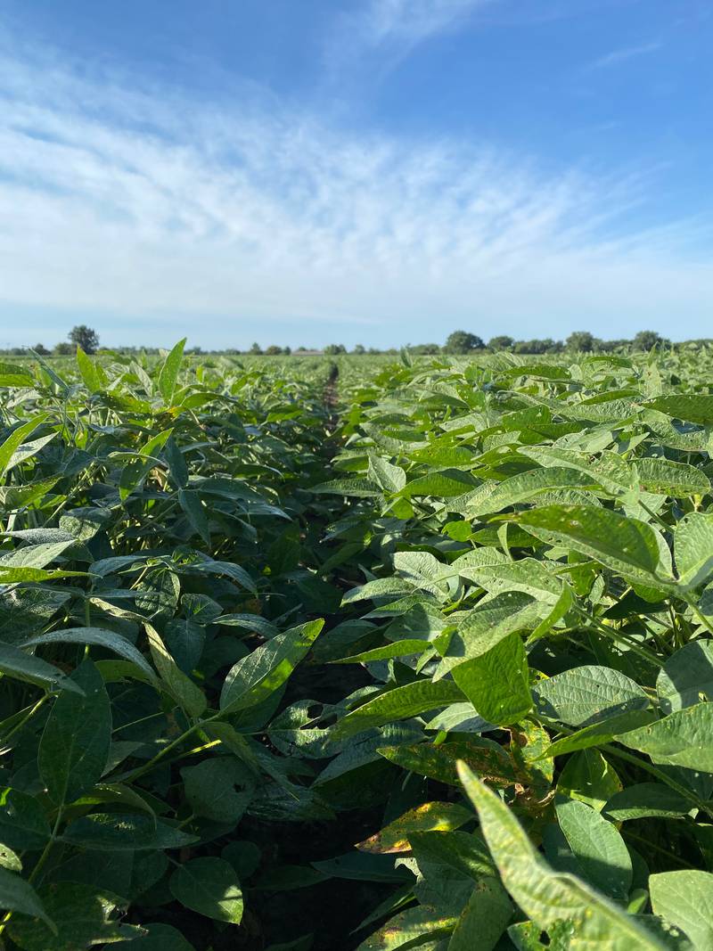 While high-oleic soybeans have been on the market since the early 2010s, price premiums driven by increased demand have made them a more viable option.