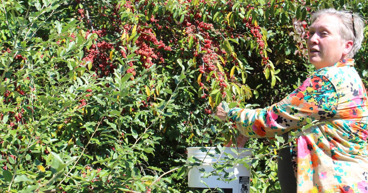Property provides acres of land for foraging