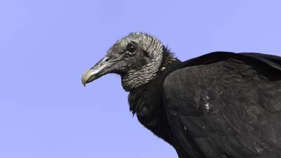 Black vulture depredation permits available for livestock farmers