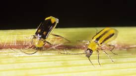 Manage your way out of corn rootworm