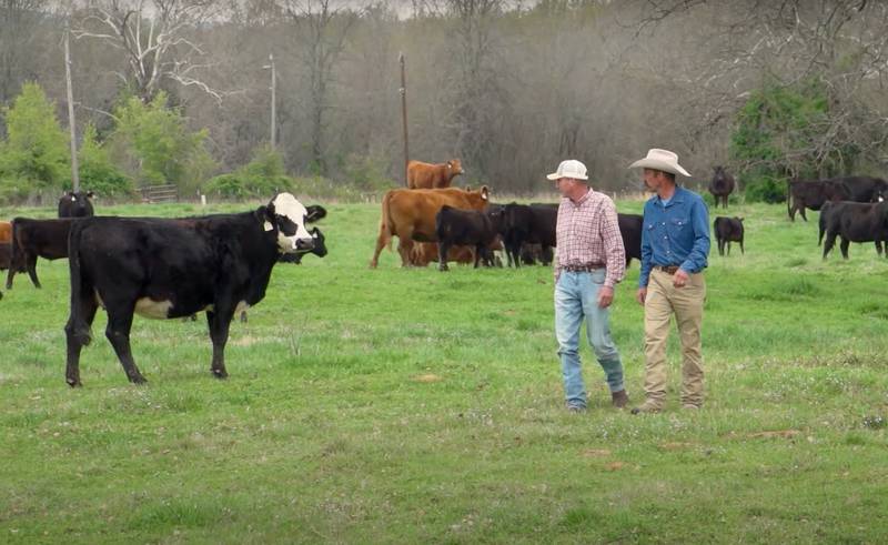 John Hambrick (right) and his veterinarian, Kevin Fenton, check cows near Rock Island, Oklahoma.
