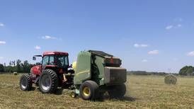 From the Fields: Wheat crop rapidly maturing