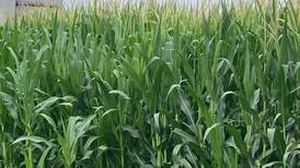 Illinois crop progress for week ending July 20