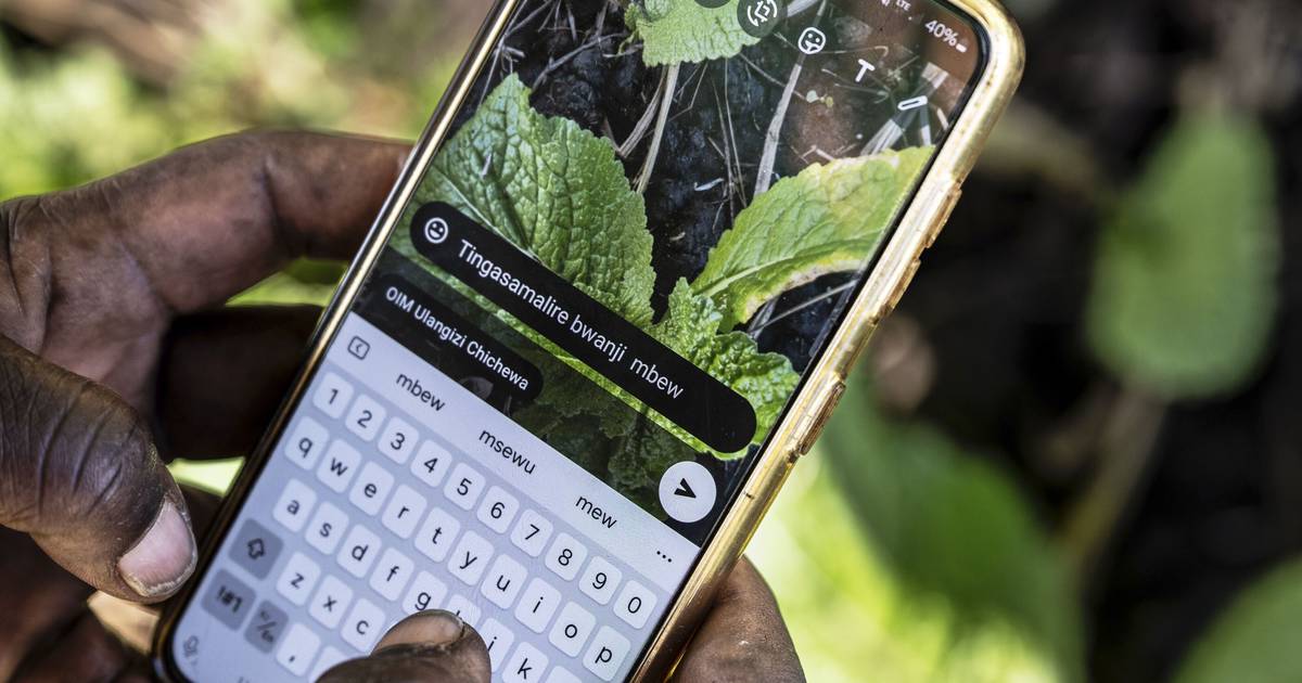 How AI is helping some small-scale farmers weather a changing climate