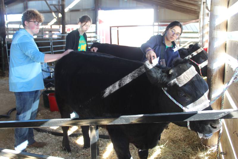 Ava McCarthy (on right) uses a blower to dry one of the steers the Chicago High School for Agricultural Sciences students showed during the Illinois Beef Expo. This was the first show the Cattle Club competed at which also included members Dylan McKee (from left) and Destiny Perez.