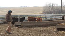 A Year in the Life of a Farmer: Focus on cattle chores, data analysis