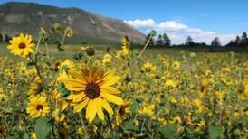 Rainy season unleashes with fury, beauty in U.S. Southwest 