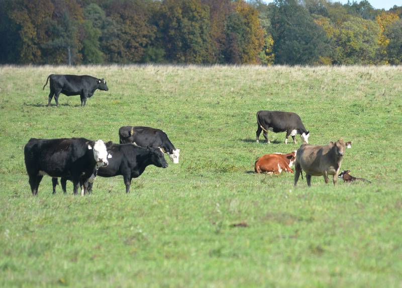 Cattle graze at the Dietrich Ranch during the Ogle County Farm Stroll on Sunday, Oct. 15, 2023. The grass-fed beef farm was one of six stops at this year's event.