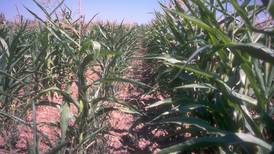 Tips for more resilient plants
