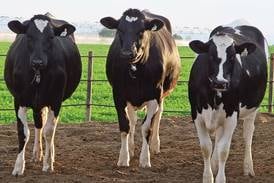 Embryos offer opportunities to control your herd’s future