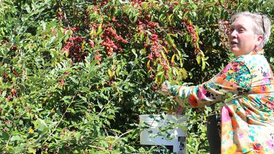 Property provides acres of land for foraging