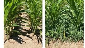 Syngenta announces EPA registration of new corn herbicide innovation
