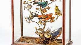Antiques & Collecting: Antique taxidermy