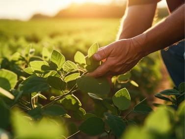 BASF announces EPA approval of Zorina fungicide