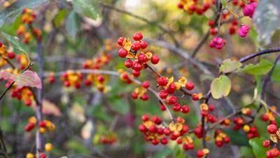 Calendar: Managing invasive species