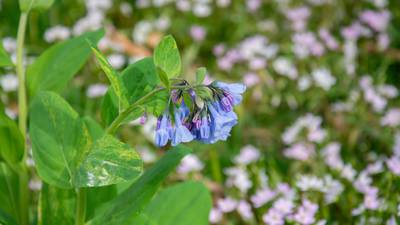 Virginia bluebell: A plant of many colors