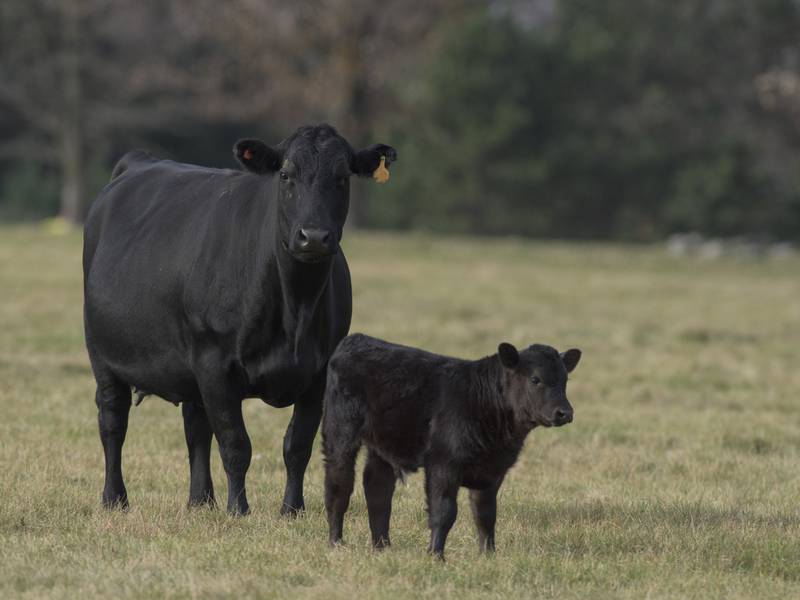 Improve reproductive outcomes with trace mineral nutrition