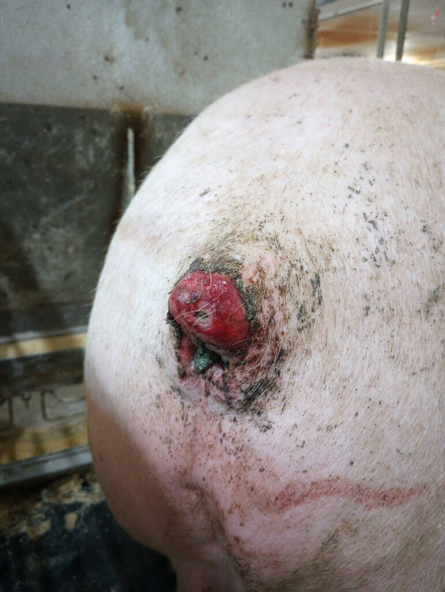 Tail biting can occur in both docked and undocked pigs.