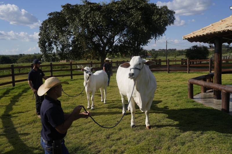 A stockman holds the leash of a cow named Viatina-19 (right) at a farm in Uberaba, Minas Gerais state, Brazil. Viatina-19 is the product of years of efforts to raise meatier cows, and is the most expensive cow ever sold at auction, according to Guinness World Records.