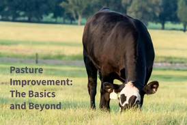 Series offers strategies to improve pasture productivity, resilience