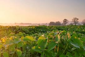 New sulfur trials find answers, questions