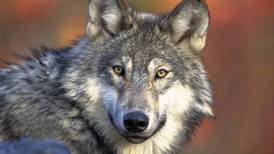 Animal welfare advocates file lawsuit challenging wolf management plan