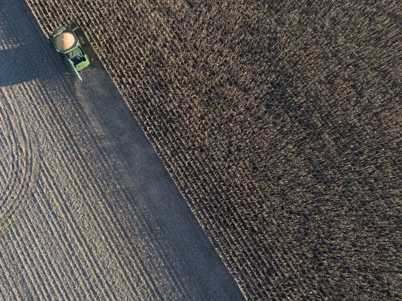 Proper timing of corn harvest has important implications for harvestable yield, grain drying costs and profits.