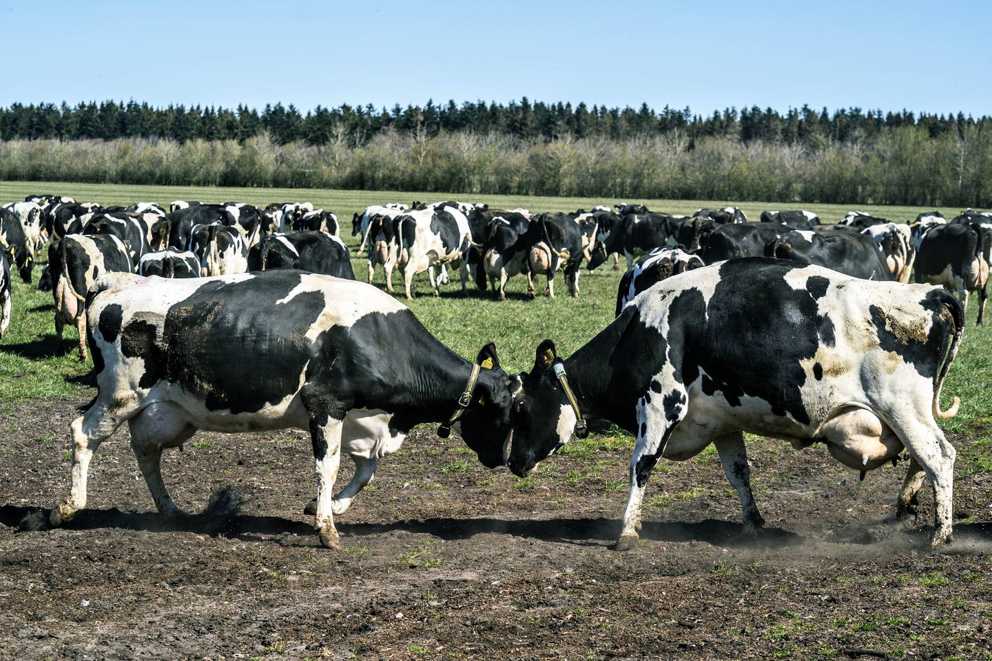 Dairy cows gather in a field in Denmark.