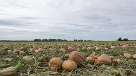 Pumpkin farms adapt to improve soil, lower emissions