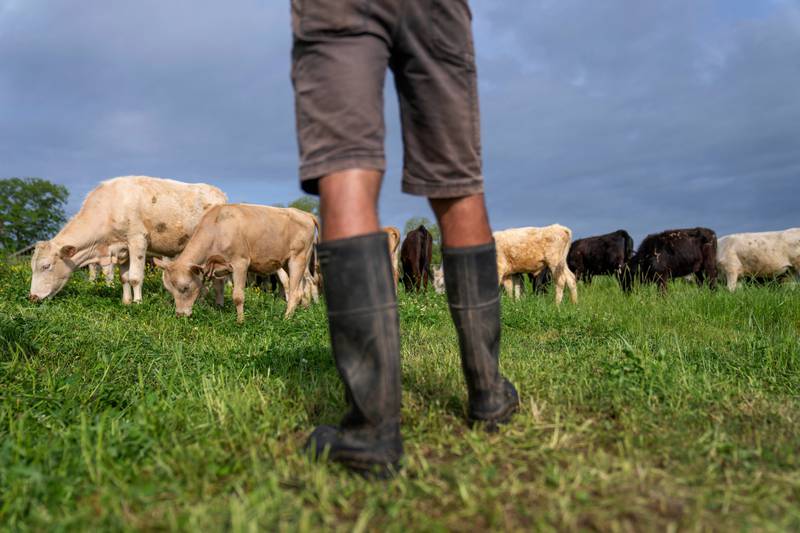 President Donald Trump’s effort to bring down record-high beef prices by boosting imports from Argentina is facing sharp pushback from U.S. ranchers enjoying some rare profitable years and doubts from analysts who say the move is unlikely to lower grocery store prices.