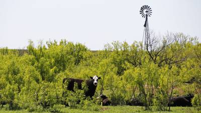 Early spring grazing sets stage for season