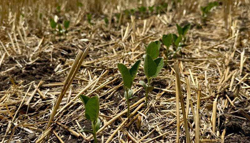 Join the Illinois Soybean Association’s On-Farm Trial Network and help identify the most profitable planting populations for double-crop soybeans in Illinois.