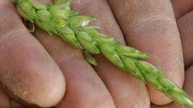 Wheat studies focus on high yields, early maturity
