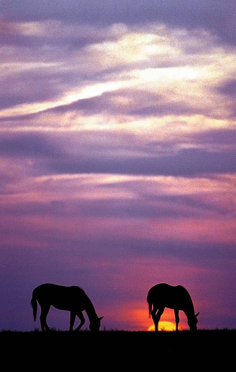 Horses graze in a pasture as the sun sets and the first day of spring, on March 20, nears.