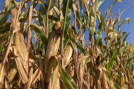 Indiana crop progress for week ending Sept. 7