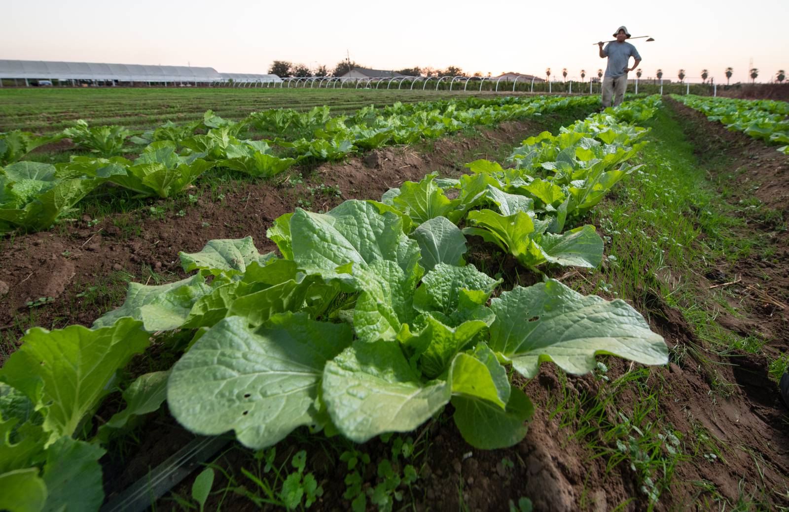 Keeping lettuce safe from farm to table AgriNews