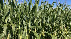 Indiana crop progress for week ending Aug. 17