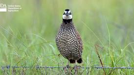Calendar: Benefits of raising quality quail