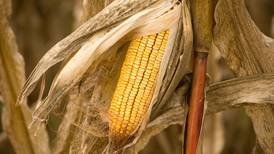 U.S.-Mexico biotech corn ban talks stall
