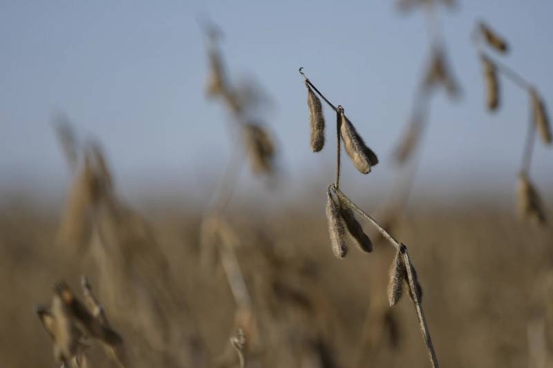 While cooler than normal temperatures in August likely slowed growth a little, the 2024 soybean crop in Illinois built its base for high yields — good pod numbers and outstanding canopy color — by the end of July, especially in early-planted fields.