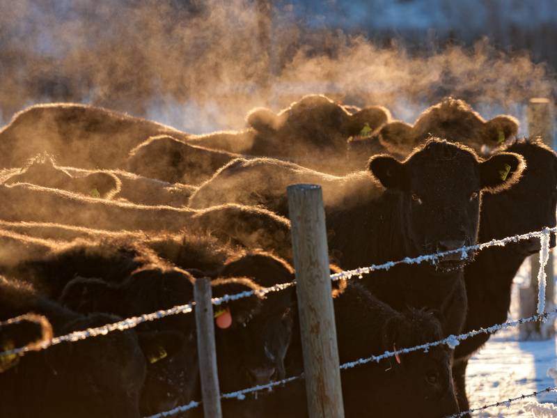 Don’t let winter’s cold open the door to BRD