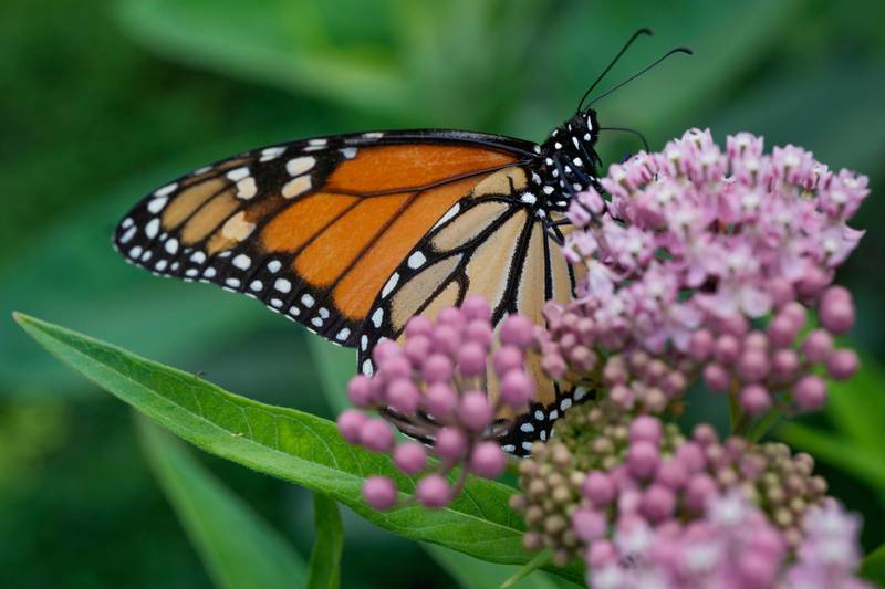 A monarch butterfly feeds on milkweed  in July in Chicago.