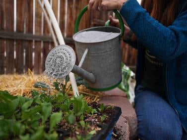 Here’s how to grow your own food with less water, even in a drought