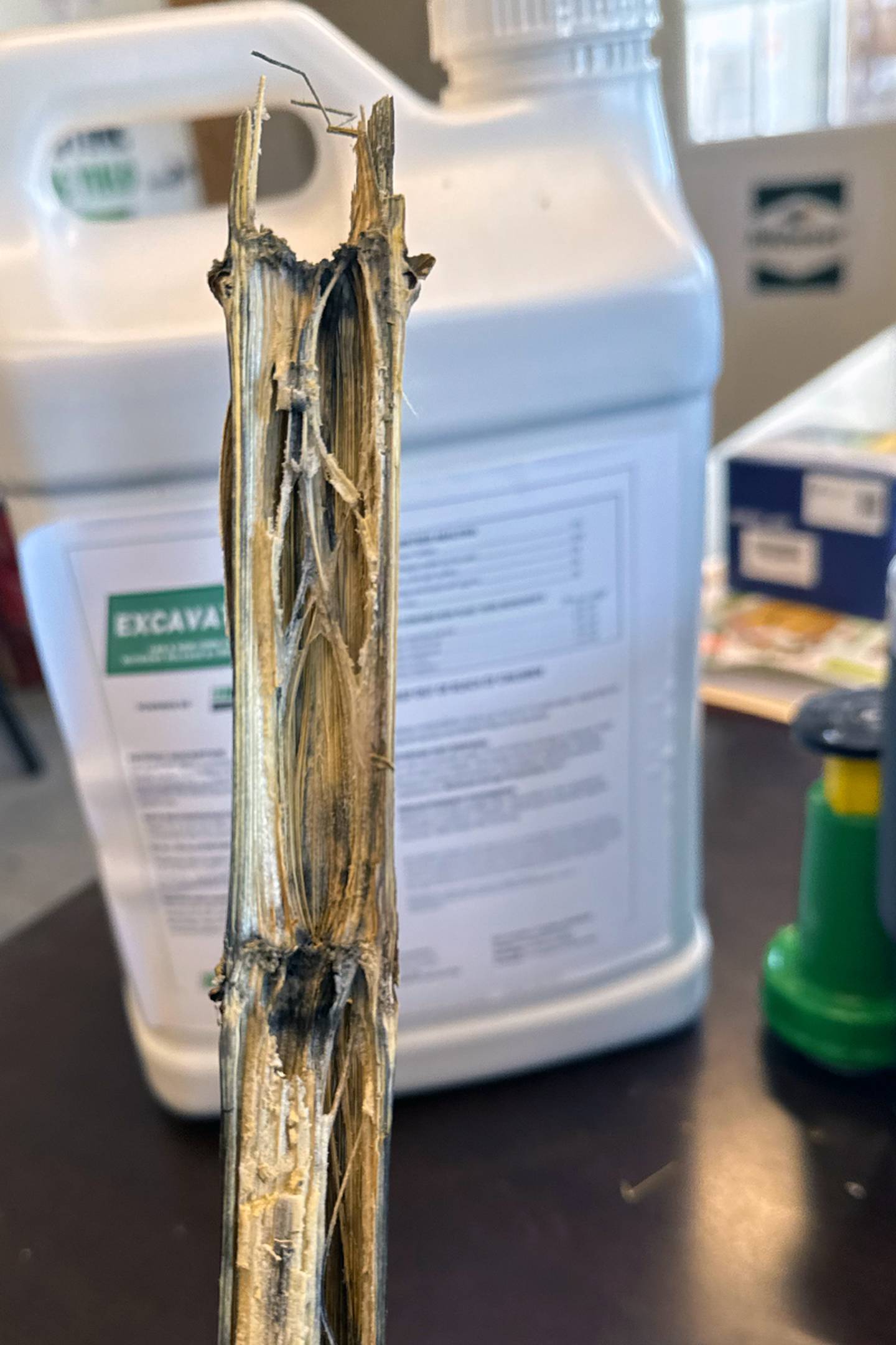 Biological applications can break down tough, high-yield corn residue and release the nutrients to be plant-available for the following crop year.