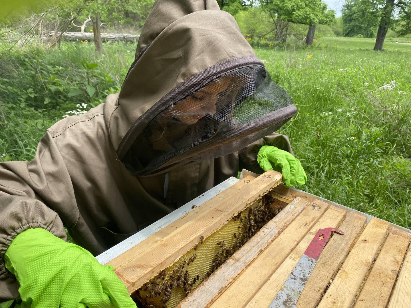 Morgan Hampton checks on her beehive that she manages for her FFA project. She harvests the honey and packages it to sell to local customers.