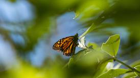 Monarch butterfly count nears record 30-year low