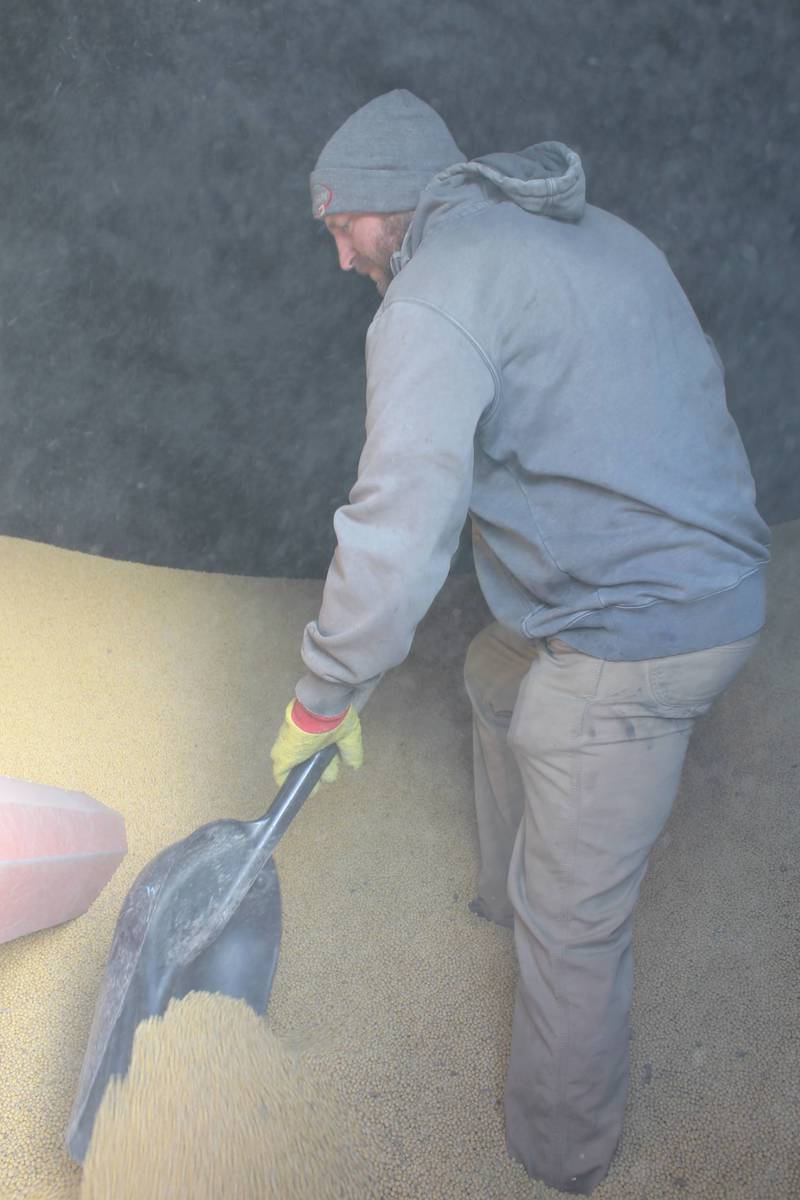 William Henert scoops soybeans in the grain bin to prepare for unloading them into a truck. Soybean yields on the farm this year were better than expected, about three bushels more than in 2024.