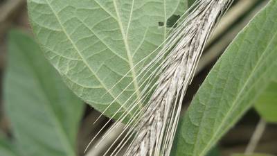 From the Fields: Getting rid of weeds